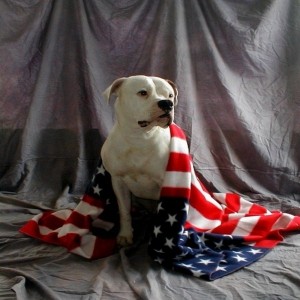 Patriotic Dog